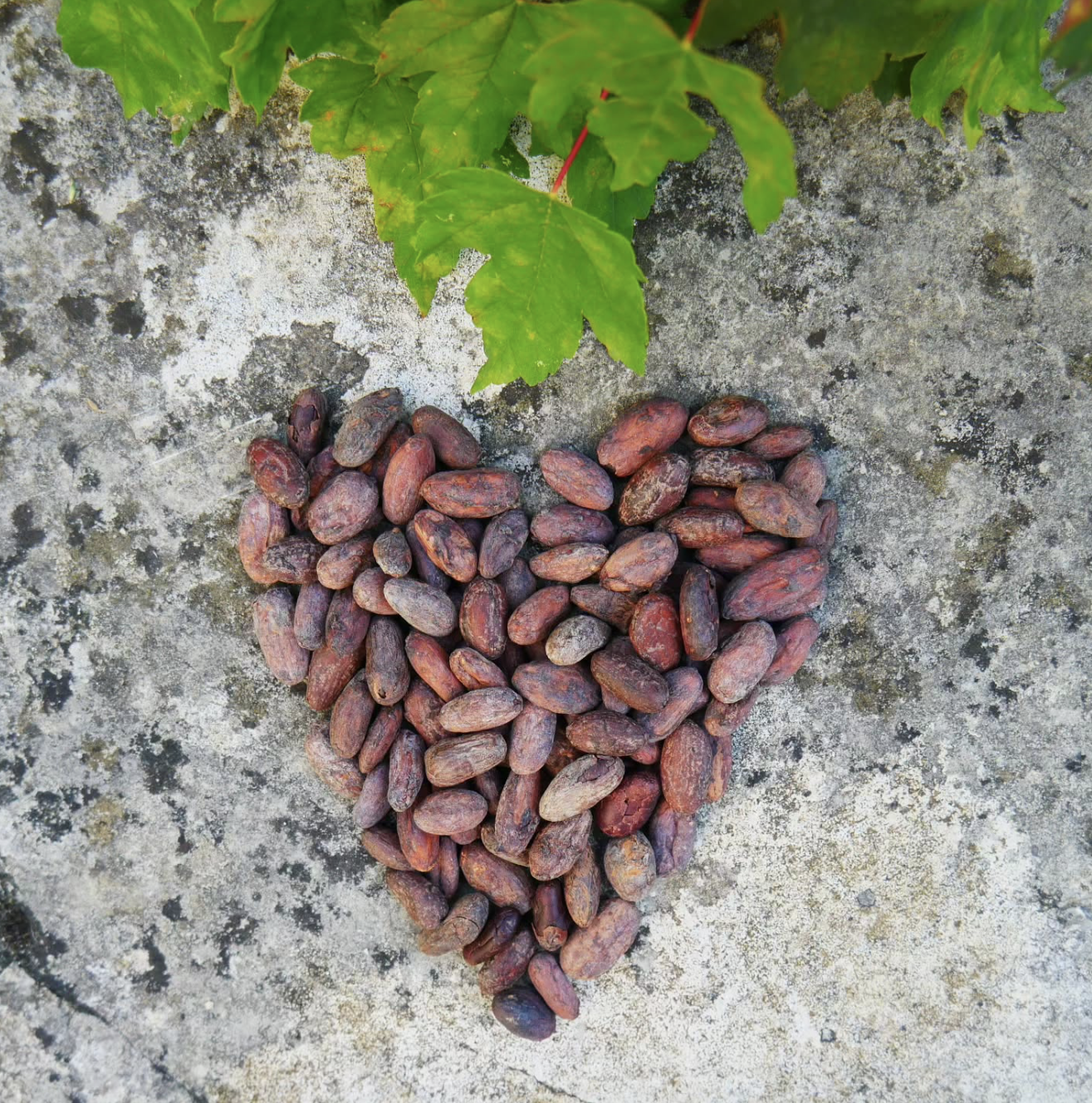 Atelier plaisir | Dégustation de chocolat et méditation sensorielle